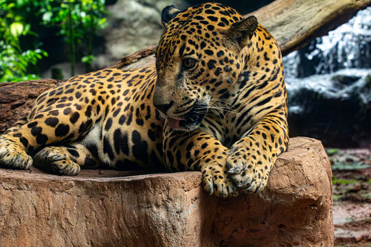 Jaguar o Pantera Onca Animales Costa Rica