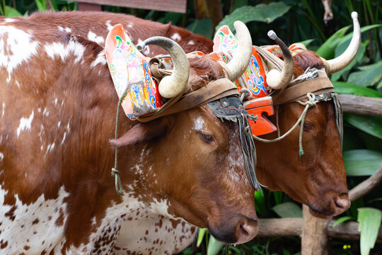 Bueyes con yugo Animales Costa Rica