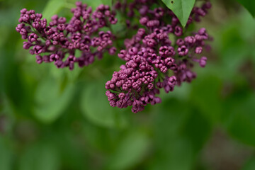 Obraz premium Syringa vulgaris lilac flowers of a dark purple colour. Rich intense colour. Spring flowers for a background or wallpaper.