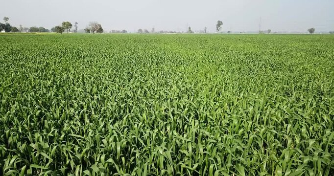 Aerial view of lush green wheat fields stretching to the horizon under a clear sky in Karnal, Haryana, India.