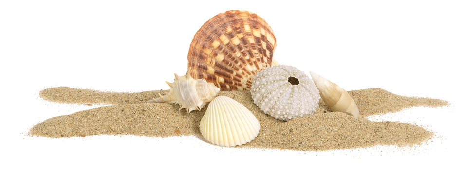 Coquillage sur un fond de sable de plage