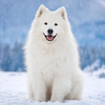 Happy white Samoyed dog in a snowy winter landscape, fluffy fur glowing against a soft blue background, sitting on fresh snow with an open-mouthed smile.