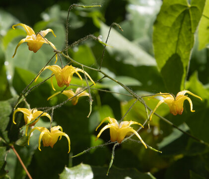Fleurs d'Epimedium amber queen