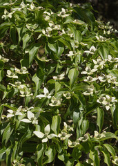 Obraz premium Cornouiller du Japon ‘Cornus kousa’ en fleurs