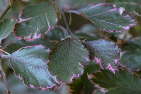 Feuillage du Fagus sylvatica roseomarginata
