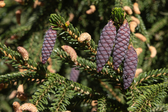 Pommes de pin du Picea orientalis