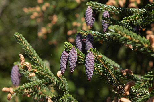 Pommes de pin du Picea orientalis