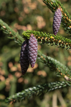 Pommes de pin du Picea orientalis
