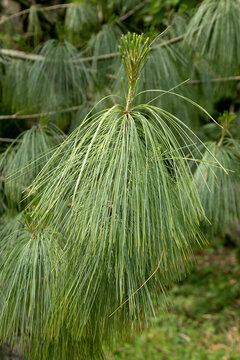Gros plan des aiguilles du Pinus wallichiana