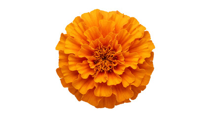 Orange marigold flower close up view on transparent background