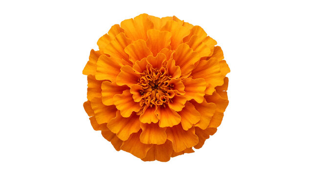Orange marigold flower close up view on transparent background
