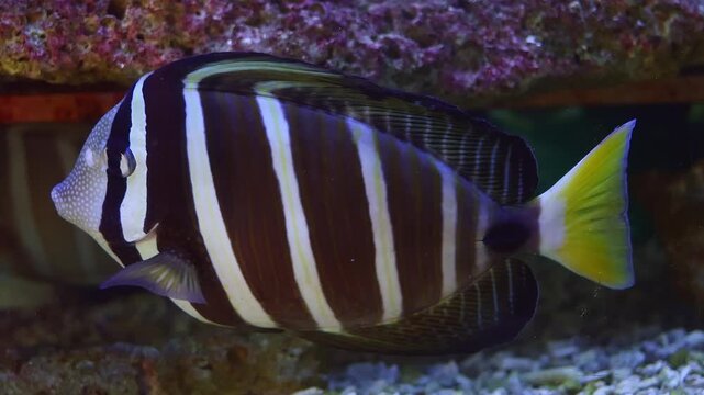 Pacific sailfin tang fish underwater, Zebrasoma veliferum (surgeonfish) swimming in a pure clean water. Marine wildlife macro close up portrait.	