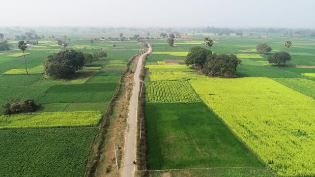 Aerial view of a narrow road cutting through lush green agricultural fields and scattered trees under a hazy sky in Karnal, Haryana, India.