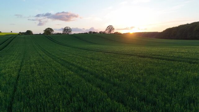 Aerial view of rolling green fields and lush meadows at sunset with trees on the horizon Langballig, Schleswig-Holstein, Germany.