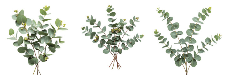Title: Set of Three Eucalyptus Branches PNG, Realistic Green Foliage Isolated on White Background for Floral Wedding Decor and Botanical Graphic Design Projects © Petesh