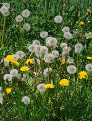 Fototapeta premium Yellow and white dandelions in a meadow. Green lawn with blooming dandelions.
