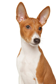 Basenji puppy with large upright ears on plain background