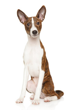 Brindle and white Basenji puppy sitting on white background