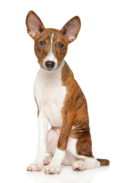 Basenji puppy sitting on white background looking forward