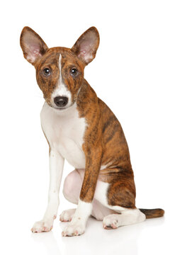Brindle and white basenji puppy sitting against white background