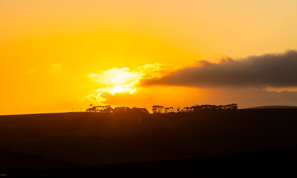 sun setting behind trees, farmland, Western Cape, South Africa