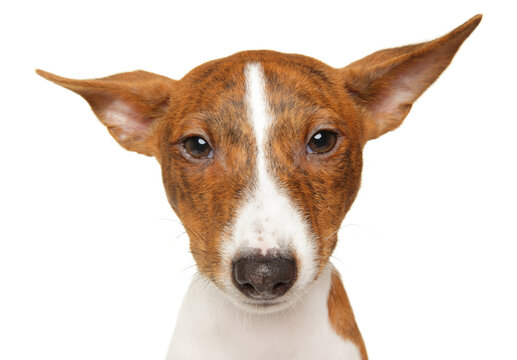 Basenji dog looking directly at camera on white background