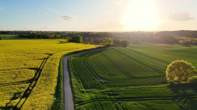 Aerial view of Freienwillen manor surrounded by yellow rapeseed fields and green meadows under a bright sun, Langballig, Schleswig-Holstein, Germany.