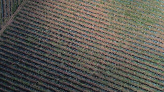 This commercial aerial drone footage presents a breathtaking panoramic view of endless blue agave fields during a warm golden sunset. The camera executes a smooth travel in or push in movement over th