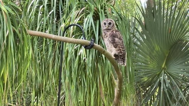 Barred Owl perches on a branch with green plants in the background during a sunny day in a garden setting