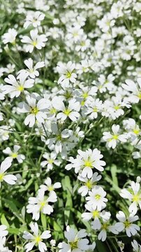 White flowering cerastium tomentosum plants in a lush green field, showcasing a vibrant display of delicate petals and bright yellow centers under natural sunlight
