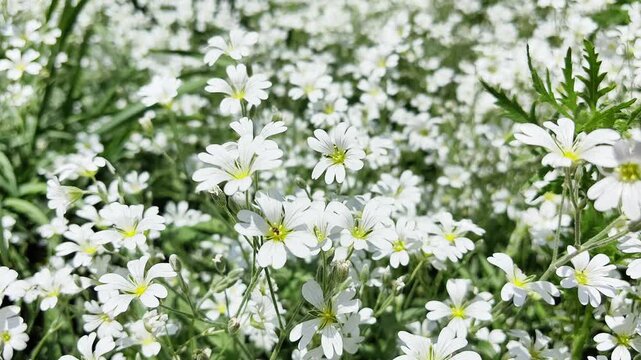 White flowering cerastium tomentosum plants in a lush green field, showcasing a vibrant display of blossoms and foliage under bright sunlight