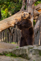 Fototapeta premium brown bear Ursus arctos. portrait of a large adult animal
