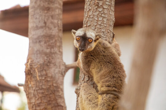 Common brown lemur Eulemur fulvuswith orange eyes.