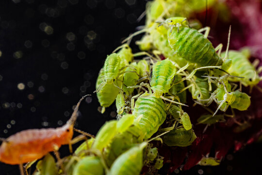 very close big macro portrait of aphids