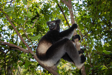 Fototapeta premium Lemur Indri indri, babakoto largest lemur from Madagascar