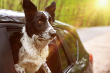 Fototapeta premium Cute dog peeking out car window, view from outside, space for text. Traveling with pet