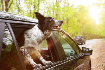Fototapeta premium Cute dog peeking out car window, view from outside. Traveling with pet