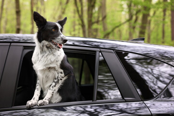 Fototapeta premium Cute dog peeking out car window, view from outside. Traveling with pet