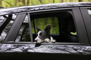 Fototapeta premium Cute dog peeking out car window, view from outside. Traveling with pet