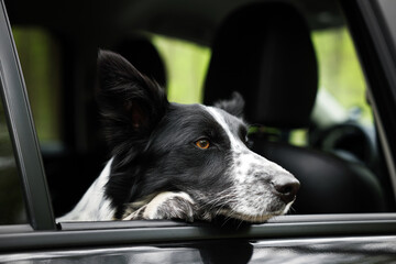 Fototapeta premium Cute dog peeking out car window, view from outside. Traveling with pet