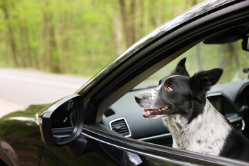 Fototapeta premium Cute dog peeking out car window, view from outside, space for text. Traveling with pet