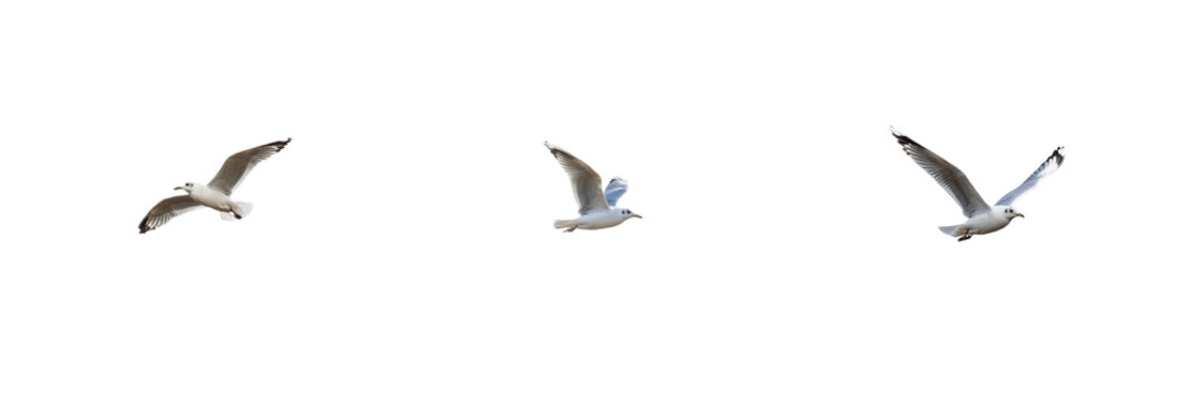 Set of White Flying Seagulls and Marine Wild Birds Spread Wings Isolated on White Background, PNG, oil paint