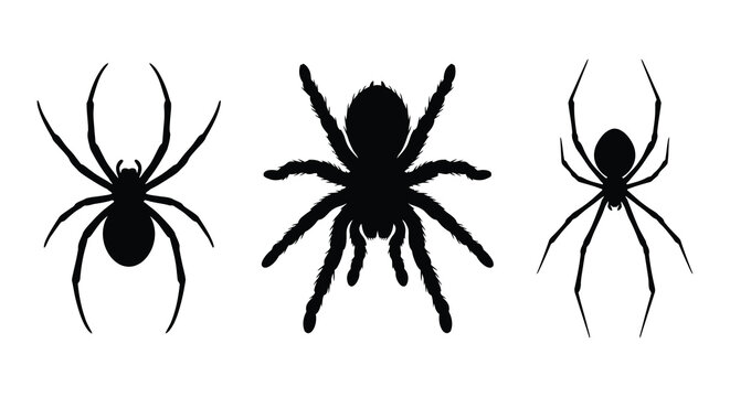 Three black spider silhouettes against a white background silhouette
