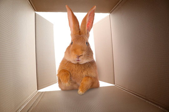 Fluffy bunny looking into cardboard box, view from inside package