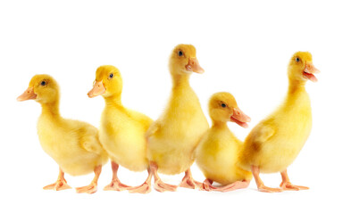 Naklejka premium Cute fluffy ducklings on white background. Baby animals