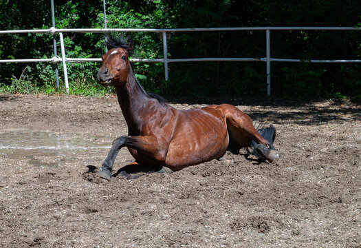Horse Getting up from Lying down