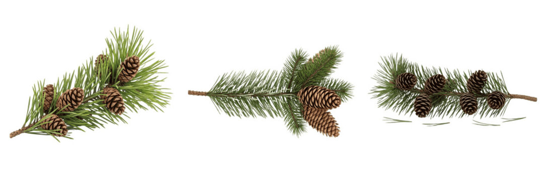 Pine Tree Branch Evergreen Conifer PNG Transparent Background - Christmas Winter Botanical Foliage Pine Needles Design Element
