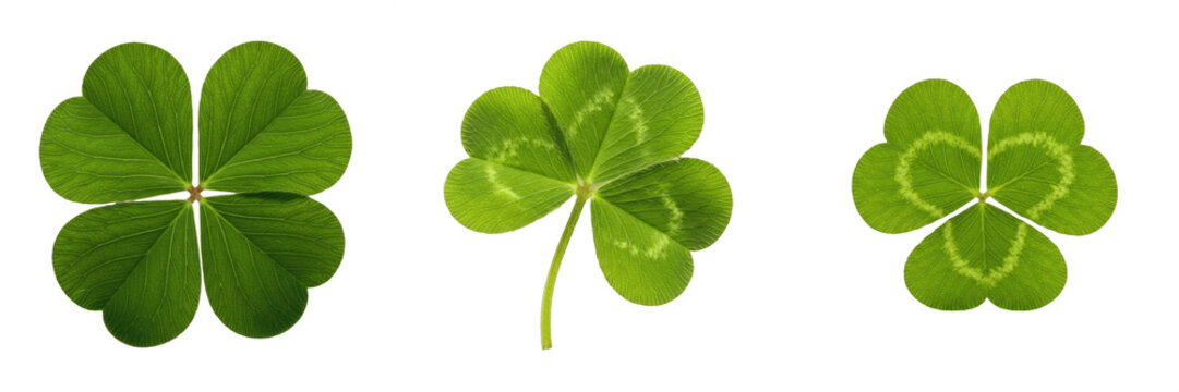 Green Four Leaf Clover Lucky Shamrock PNG Transparent Background - St Patrick Day Botanical Symbol Luck Blessing Plant Element