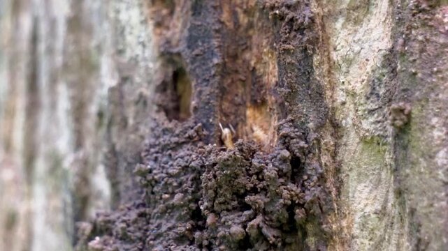 Coptotermes formosanus (Formosan termite, super-termite, semut kongkiak, rayap, anai-anai, semut putih) in the dry wood