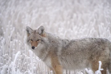 Coyote standing in a frosty winter field with snow-covered grasses © pictureguy32